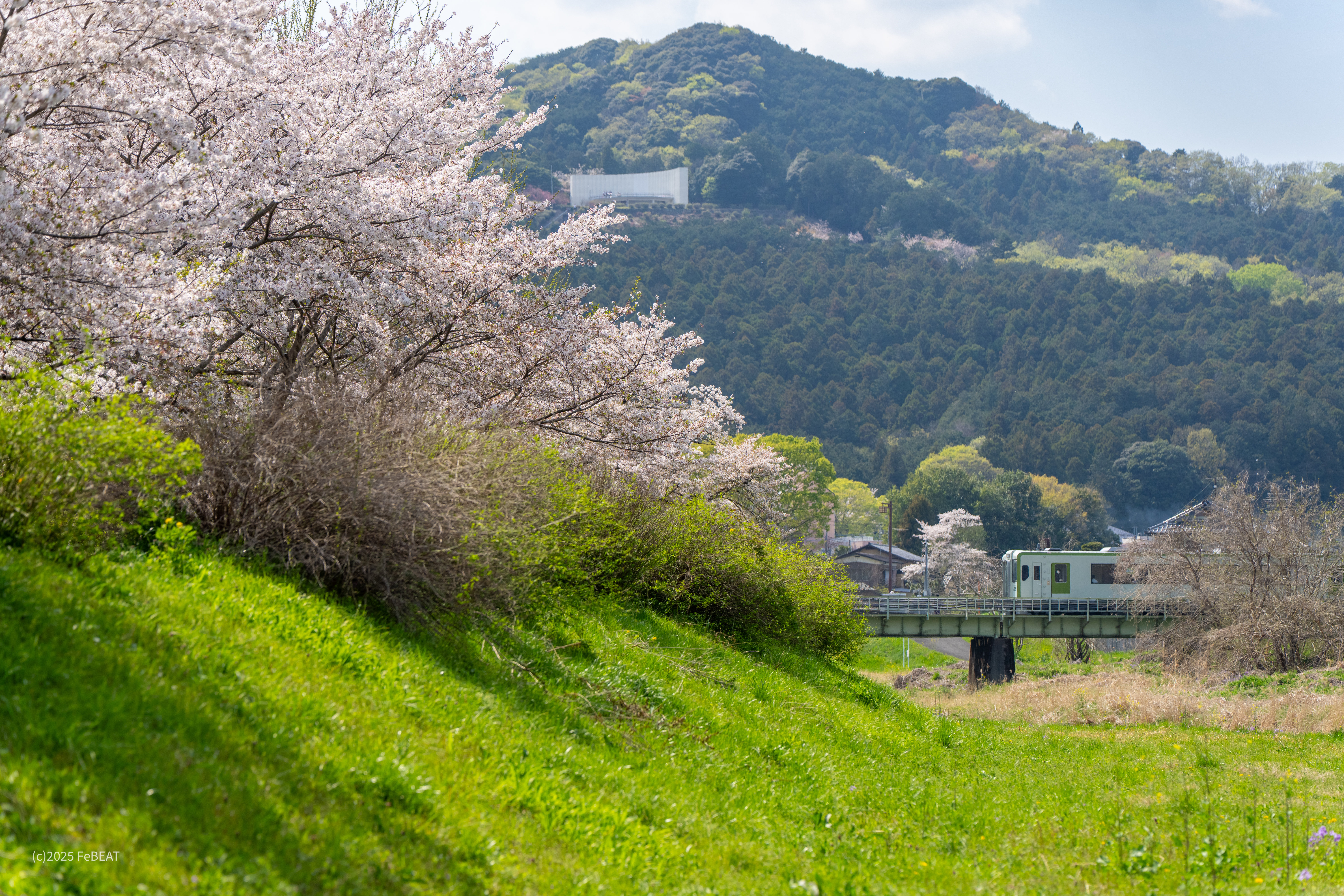 桜並木の越辺川を渡り八高線を越生から明覚へと走るキハ110系