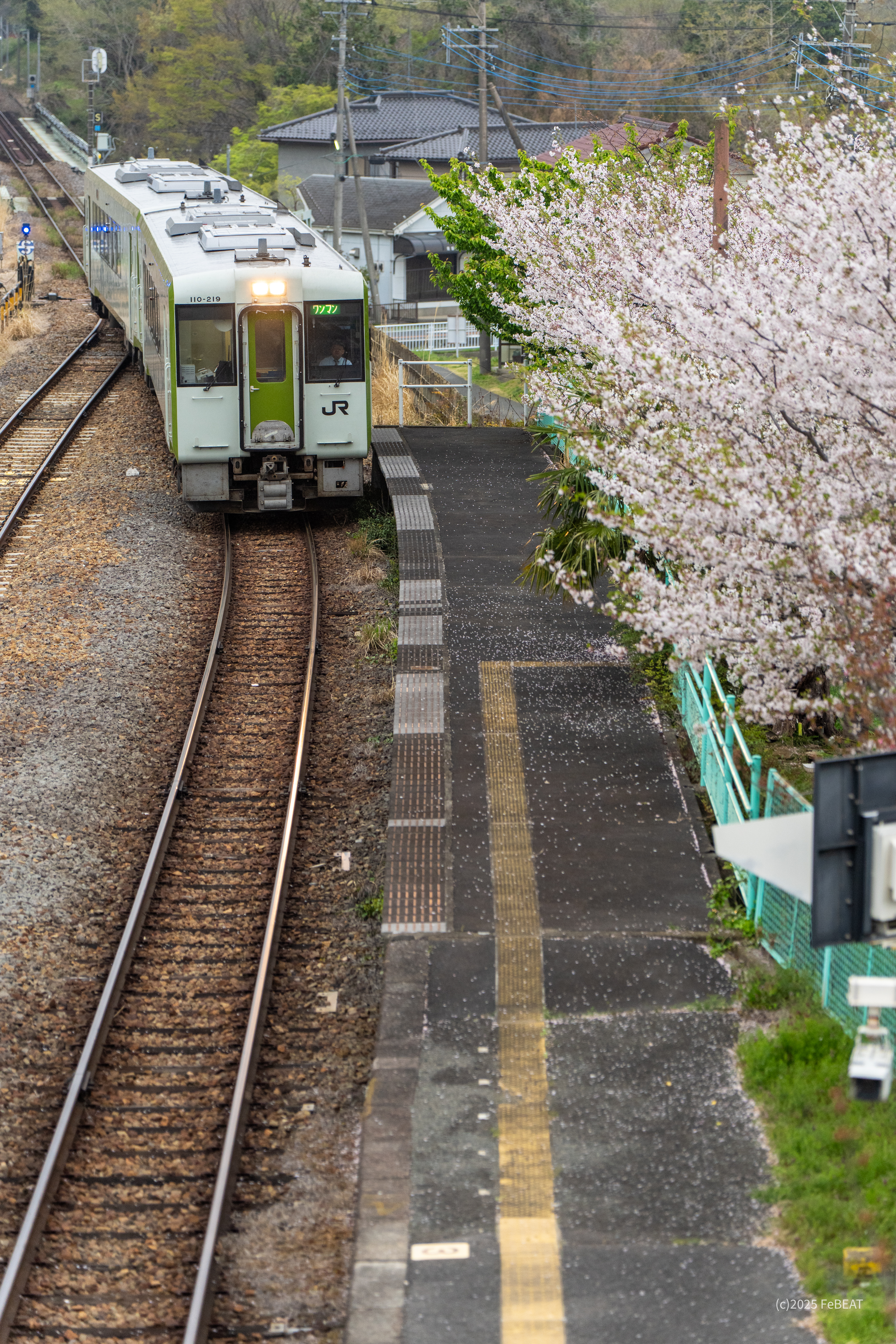 桜の花が見守るなか八高線の越生駅へと停車するキハ110系