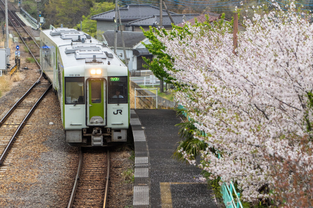 桜の花が見守るなか八高線の越生駅へと停車するキハ110系