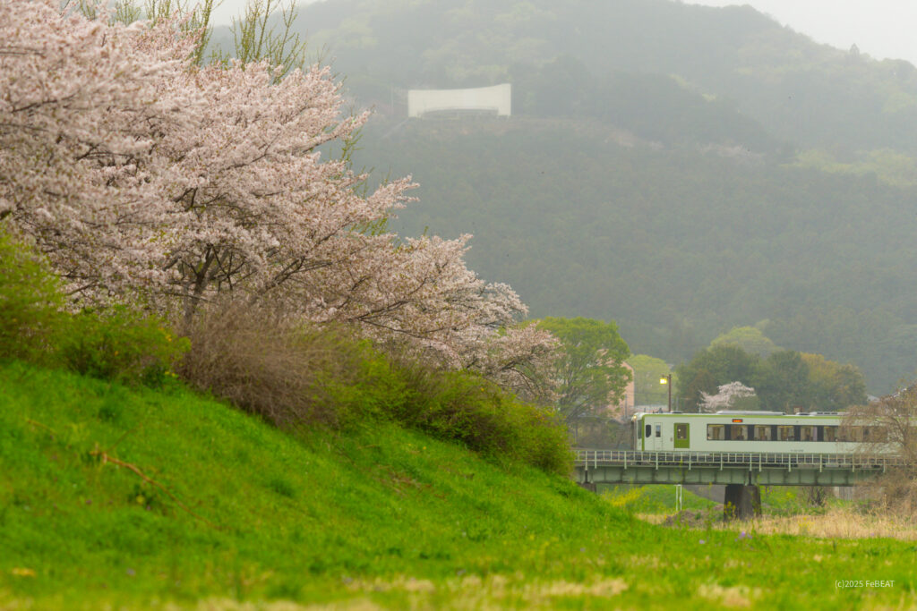 桜並木の越辺川を渡り八高線を明覚から越生へと走るキハ110系