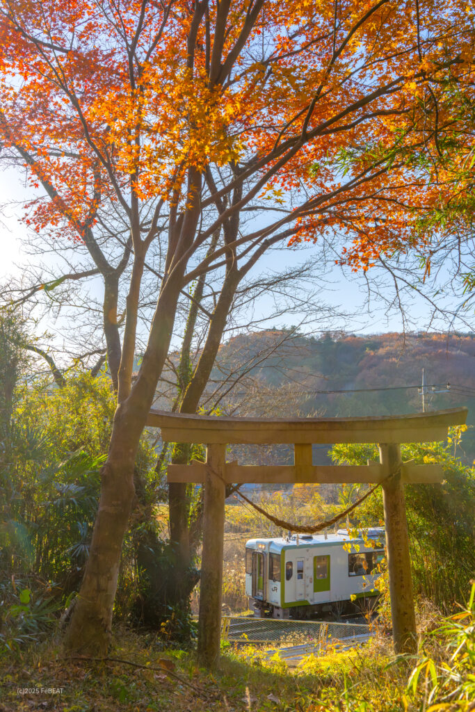 紅葉の八高線を折原から竹沢へと走るキハ110系