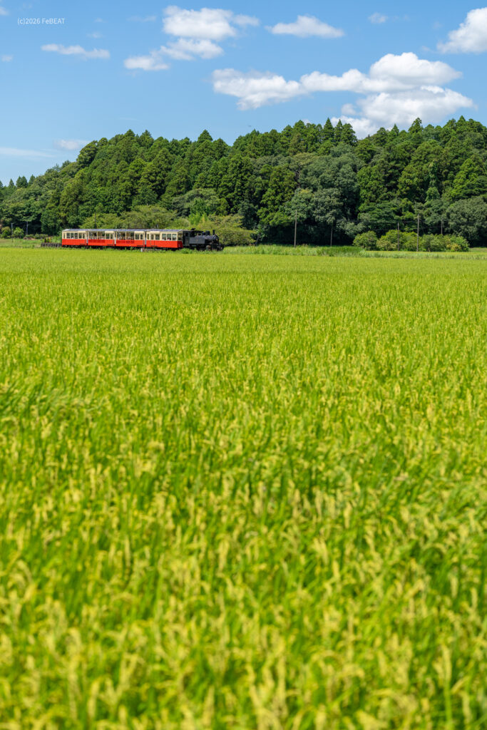 小湊鉄道を上総川間から上総鶴舞へと走る里山トロッコ号
