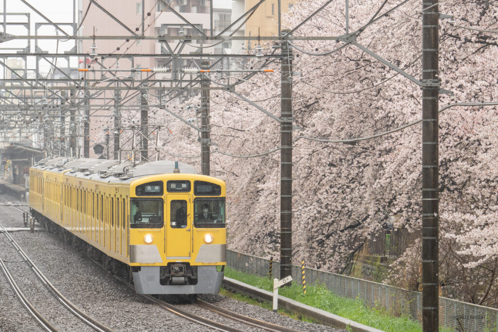 石神井川の桜並木を傍目に西武新宿線を武蔵関から東伏見へと走る西武2000系