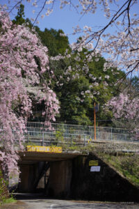 咲き乱れる桜と紀勢本線梅ヶ谷駅