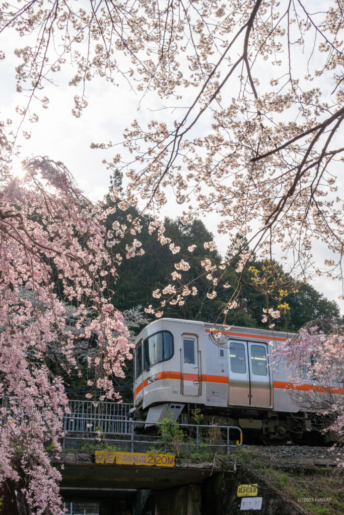 咲き乱れる桜を傍目に梅ヶ谷駅を発ち紀勢本線の大内山へと走るキハ25系