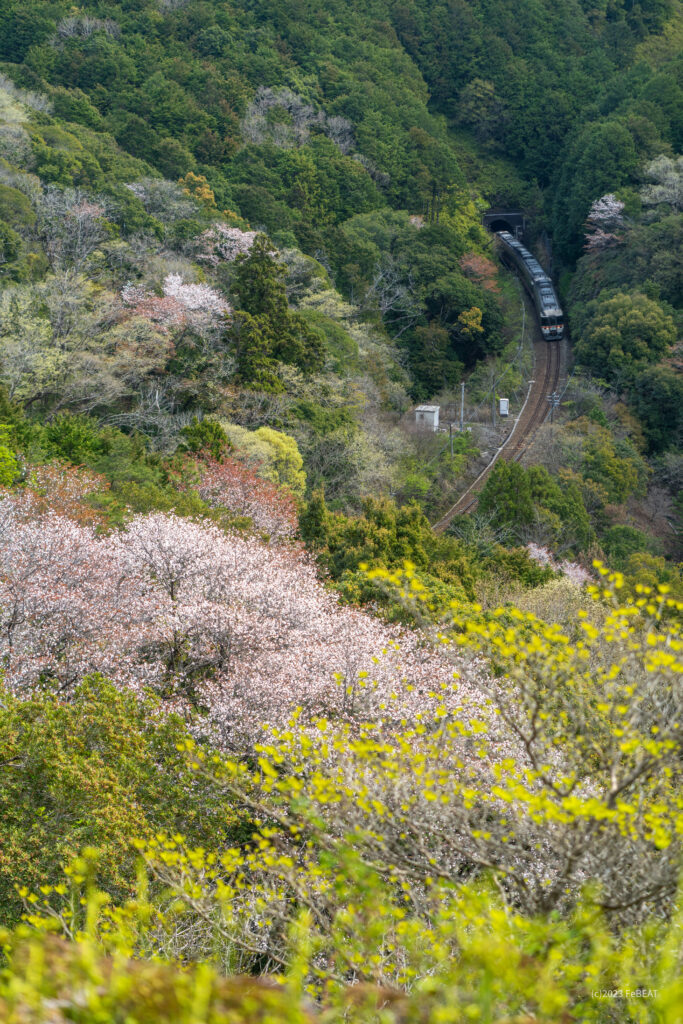 紀勢本線の荷坂峠を梅ヶ谷から紀伊長島へと走るキハ85系