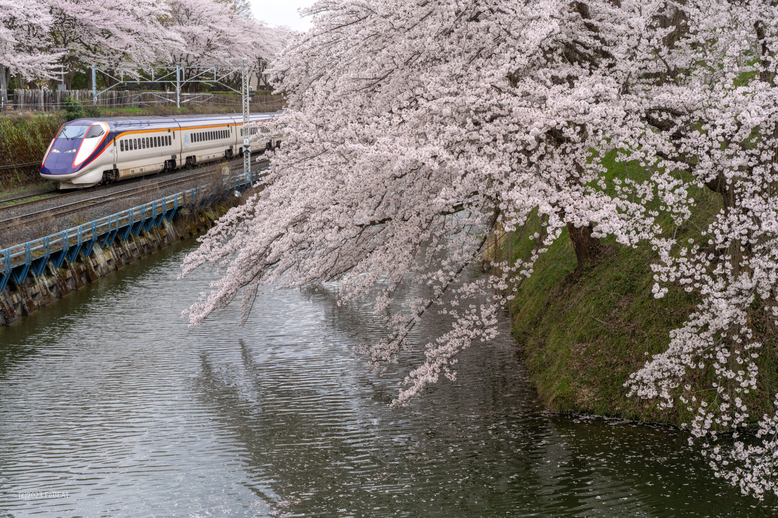 桜の鉄道風景一覧