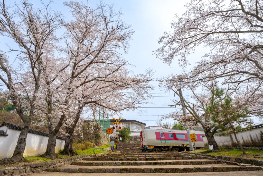 御殿坂の桜を掠め伯備線を木野山から備中高梁へと走る381系「やくも」