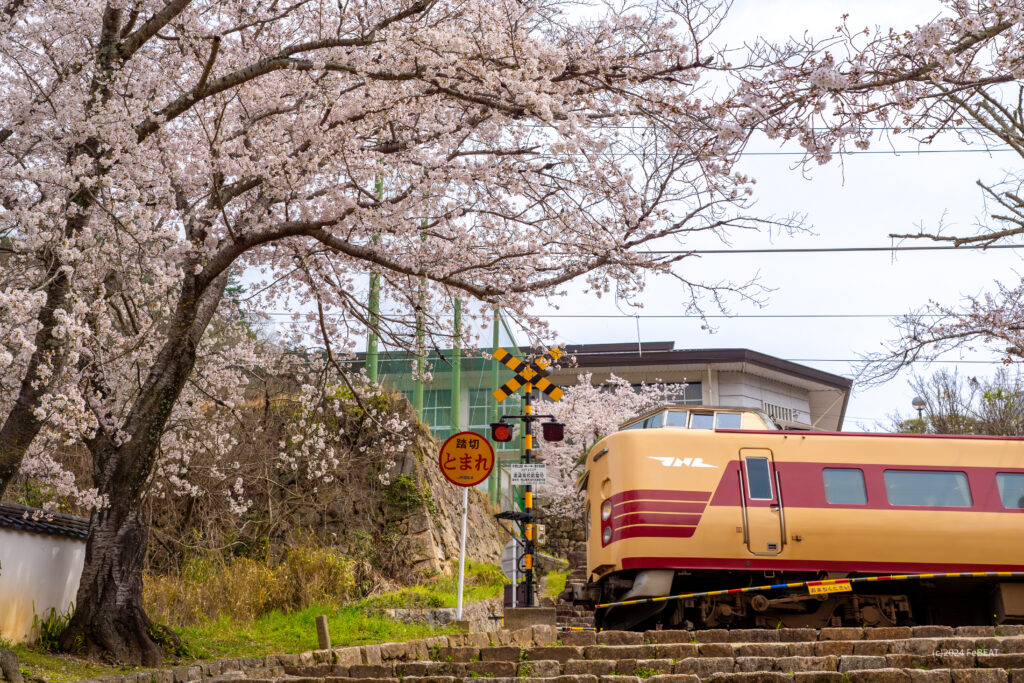 御殿坂の桜を掠め伯備線を備中高梁から木野山へと走る国鉄色の381系「やくも」