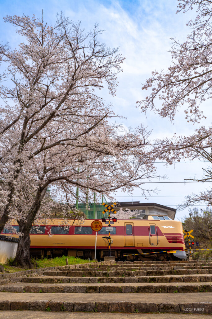 御殿坂の桜を掠め伯備線を備中高梁から木野山へと走る国鉄色の381系「やくも」