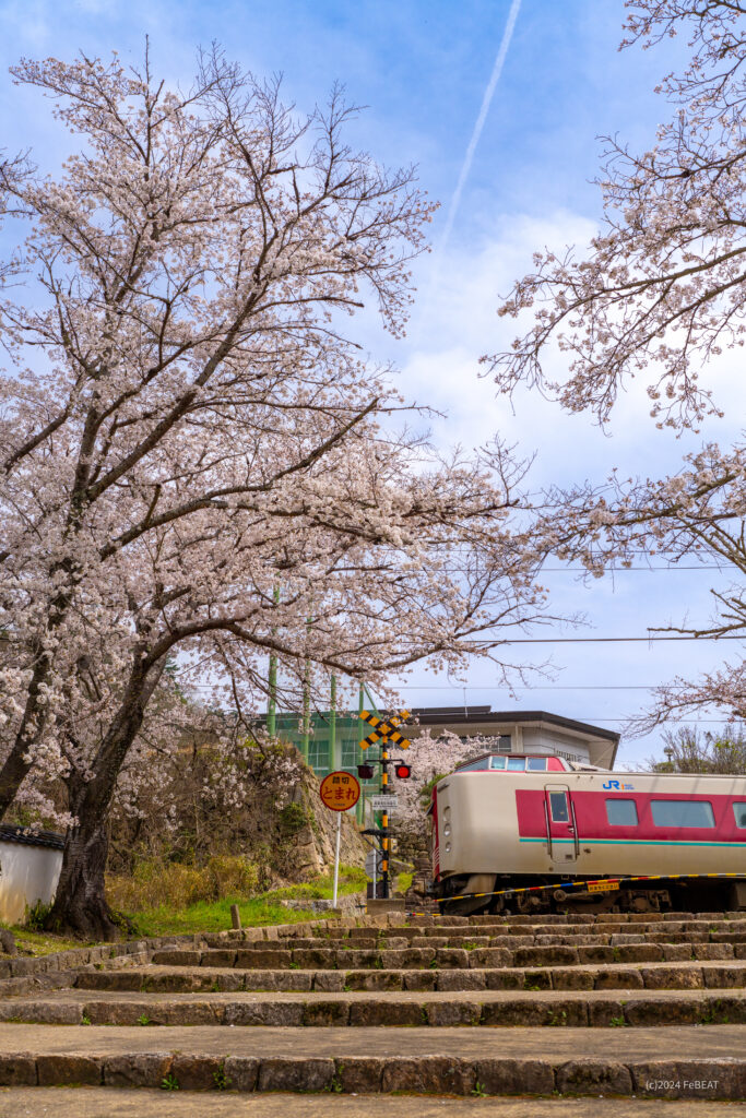 御殿坂の桜を掠め伯備線を木野山から備中高梁へと走る381系「やくも」