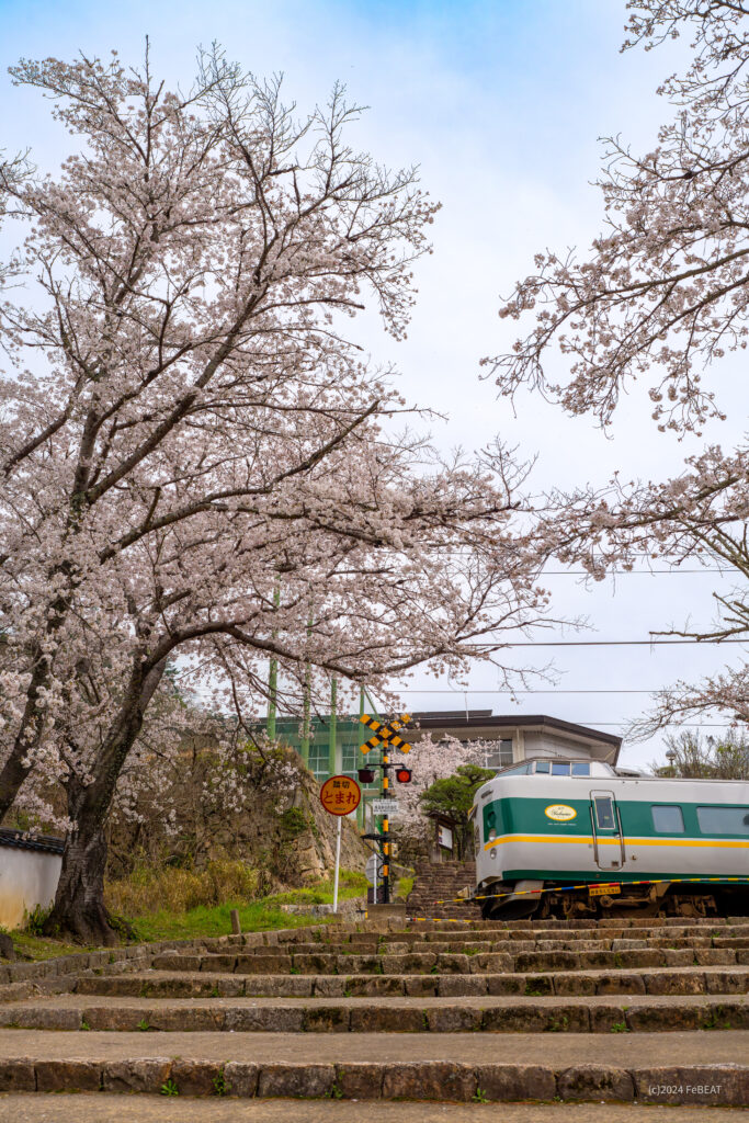 御殿坂の桜を掠め伯備線を木野山から備中高梁へと走る緑やくも色の381系「やくも」