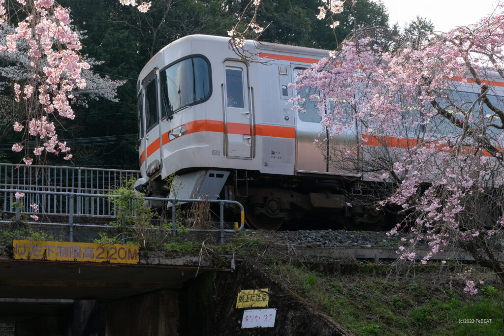 咲き乱れる桜を傍目に梅ヶ谷駅を発ち紀勢本線の大内山へと走るキハ25系