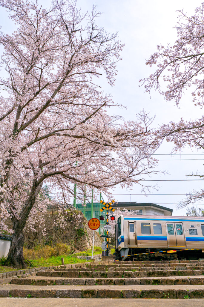 御殿坂の桜を掠め伯備線を備中高梁から木野山へと走る213系普通列車