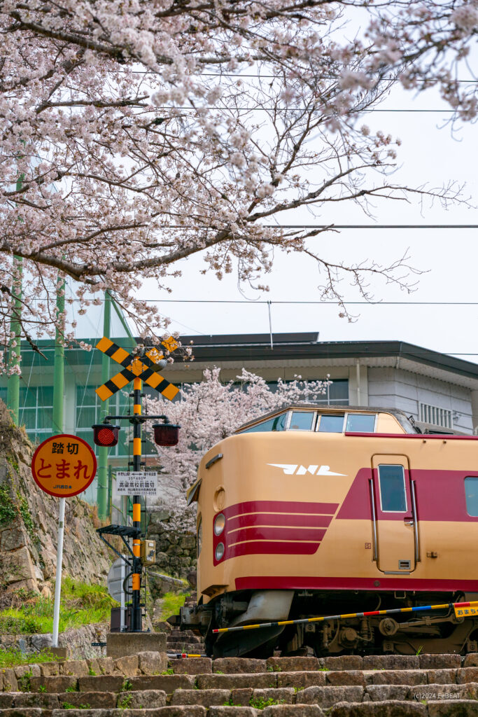 御殿坂の桜を掠め伯備線を備中高梁から木野山へと走る国鉄色の381系「やくも」