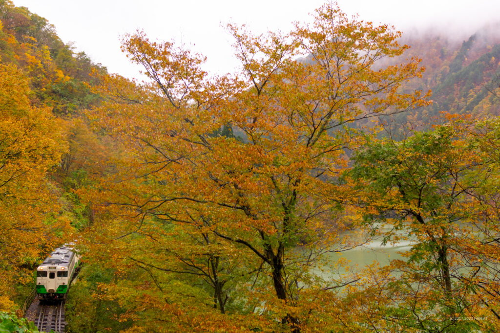 紅葉の只見線を早戸から会津宮方へと走るキハ40系